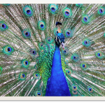 peacock